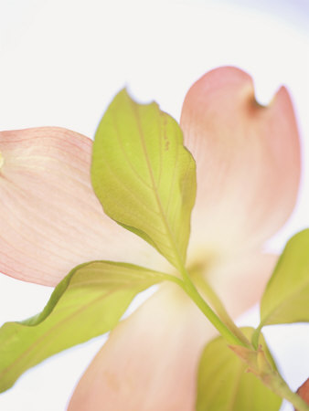 Pink Dogwood Flowers I Premium Poster Pink Dogwood Flowers I Premium Poster