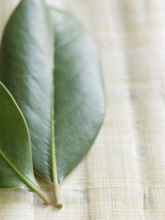 Magnolia Leaves II Stretched Canvas Print