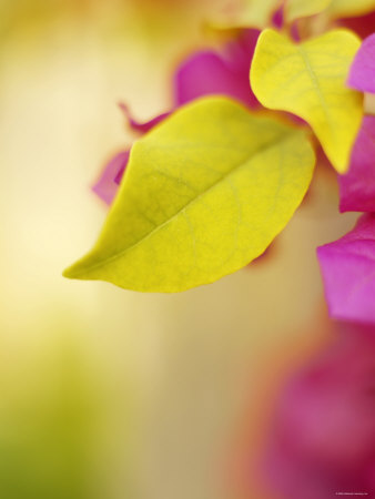 Bougainvillea Premium Poster Bougainvillea Premium Poster