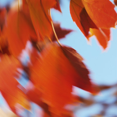 Orange Leaves in the Wind Premium Poster Orange Leaves in the Wind Premium Poster