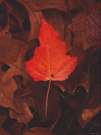 Fiery Leaf Premium Poster Fiery Leaf Premium Poster