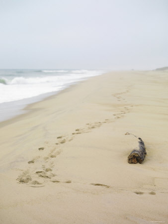 Footprints on Tranquil Beach Premium Poster Footprints on Tranquil Beach Premium Poster