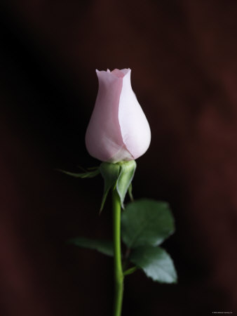 Simple Rose II Premium Poster Simple Rose II Premium Poster