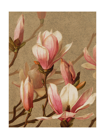 Pink Magnolia Stretched Canvas Print