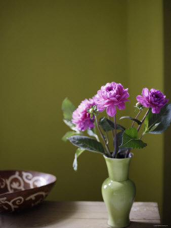 Olive Ambiance, Plum Dahlias Premium Poster Olive Ambiance, Plum Dahlias Premium Poster