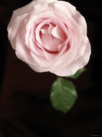 Simple Rose I Premium Poster Simple Rose I Premium Poster