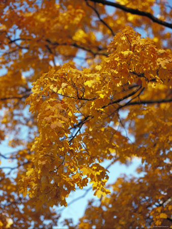 Golden Autumn Leaf Cascade Premium Poster Golden Autumn Leaf Cascade Premium Poster