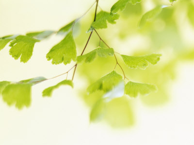 Ginkgo Breeze Premium Poster Ginkgo Breeze Premium Poster
