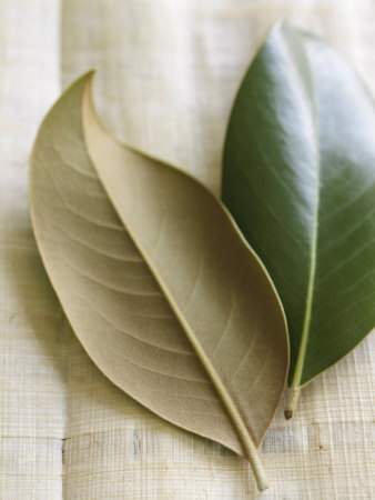 Magnolia Leaves I Premium Poster Magnolia Leaves I Premium Poster