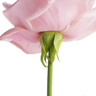Powder Pink Rose II Premium Poster Powder Pink Rose II Premium Poster
