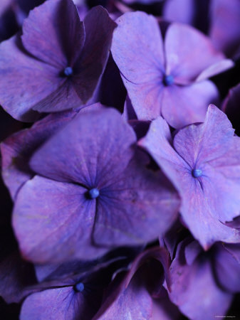 Purple Hydrangea Close-up Stretched Canvas Print