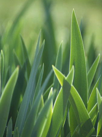 Iris Blades Premium Poster Iris Blades Premium Poster