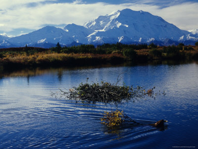 Beaver Hauls Willows to its Cache in the Shadow of Mount Mckinley, Alaska Stretched Canvas Print