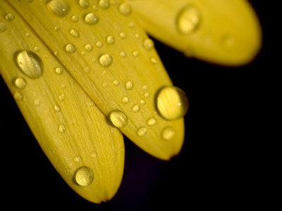 Pics Of Water Drops. Close View of Water Drops on