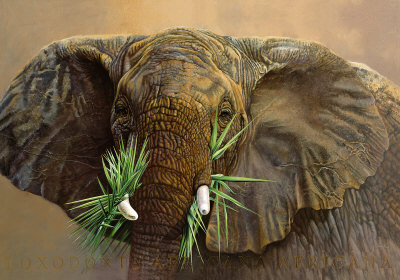 Tembo Print Tembo Print