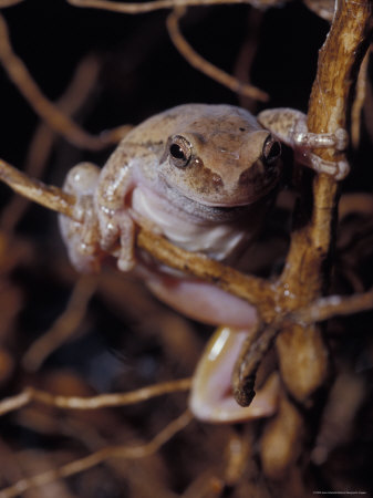 Frogs+climbing