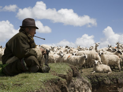 david-evans-nomadic-sheep-herder-and-his-flock-qinghai-china.jpg