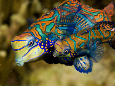 http://cache2.artprintimages.com/p/LRG/26/2629/KK6MD00Z/tim-laman-pair-of-mandarinfish-swim-close-together-prior-to-spawning-malapascua-island-philippines.jpg