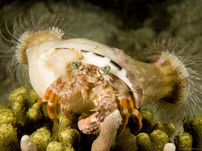hermit crab without shell. Large Hermit Crab with Sea