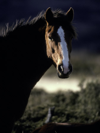 markings on horse. markings on horse. Rugged Chilean Horse with White Markings and Windblown
