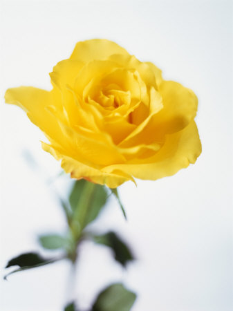 A Yellow Rose Other A Yellow Rose Other