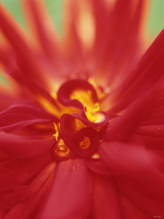 A Red Flower Other A Red Flower Other