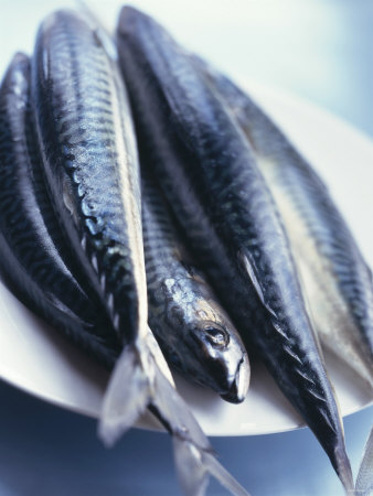 Mackerel Photographic Print Mackerel Photographic Print