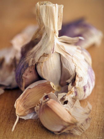 A Dried Garlic Bulb Photographic Print A Dried Garlic Bulb Photographic Print