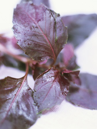 Red Basil Other Red Basil Other