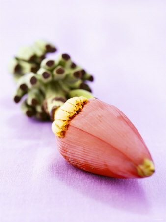 A Banana Flower Photographic Print A Banana Flower Photographic Print