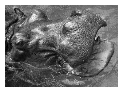Happy Hippo Print Happy Hippo Print
