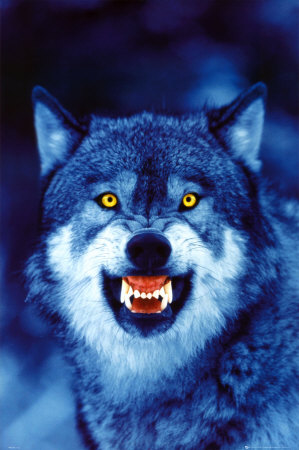 Wolf Poster Wolf Poster