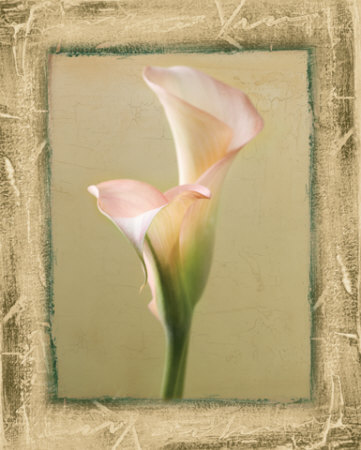 Sage Calla Lily II Print Sage Calla Lily II Print