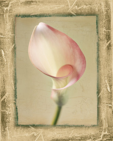 Sage Calla Lilly I Print Sage Calla Lilly I Print
