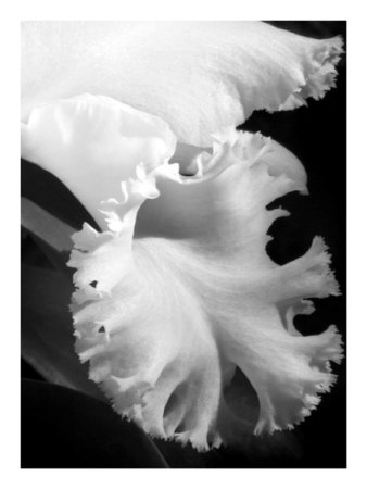 White Orchid Print White Orchid Print