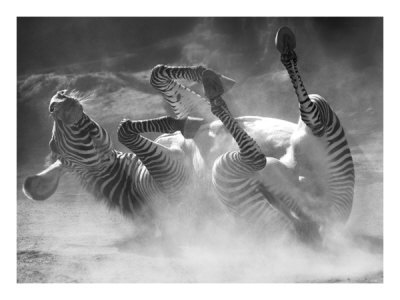 Zebra Whopee Print Zebra Whopee Print