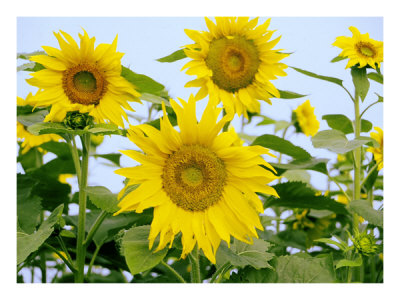 sunflower pictures to print. Sunflower Family Print