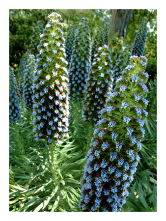 Standing Tall Print Standing Tall Print