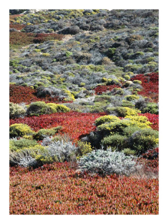 California Hills Print California Hills Print