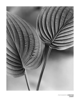 Duex Feuilles Print Duex Feuilles Print