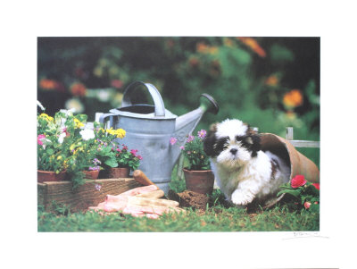 Puppy's Paradise Print Puppy's Paradise Print