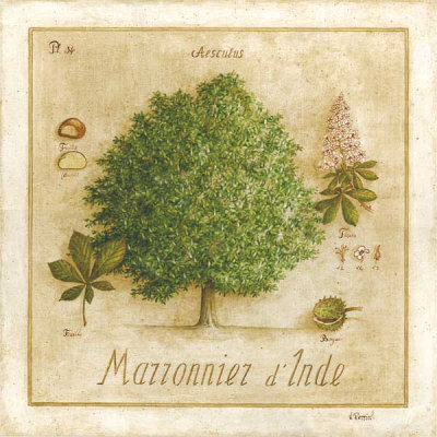 Marronnier d'Inde Print Marronnier d'Inde Print