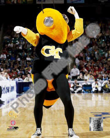 Georgia Tech Yellowjacket Photograph Georgia Tech Yellowjacket Photograph