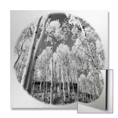 Sunlit Forest Limited Edition on Metal Sunlit Forest Limited Edition on Metal