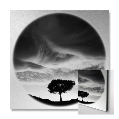 Sunlit Tree Limited Edition on Metal Sunlit Tree Limited Edition on Metal