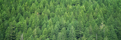 Evergreen  on Evergreen Forest  Olympic National Park  Washington  Usa Photographic