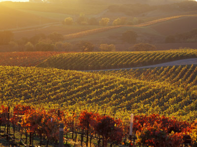 Carneros Ava. Scenic, Carneros, Napa Valley, California Photographic Print