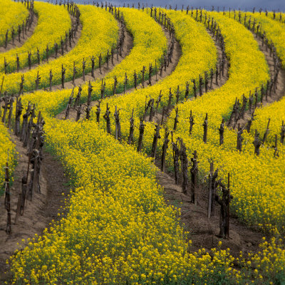 Springtime Mustard Blooms, Carneros Ava., Napa Valley,