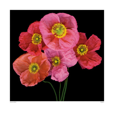 Poppies Print Poppies Print