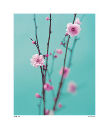 Plum Blossom Print Plum Blossom Print